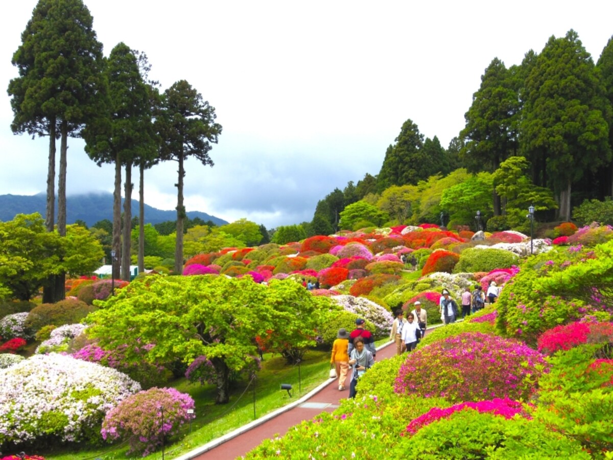 全景