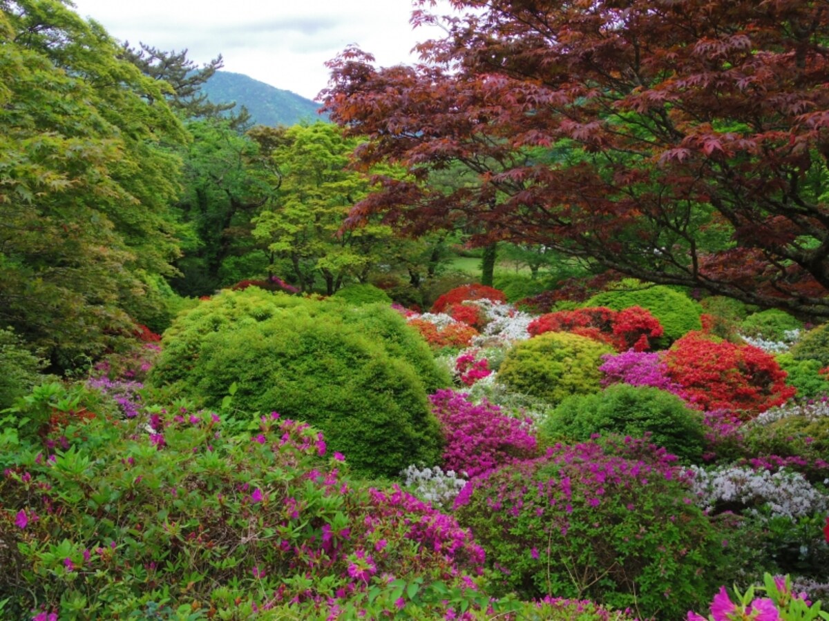 全景
