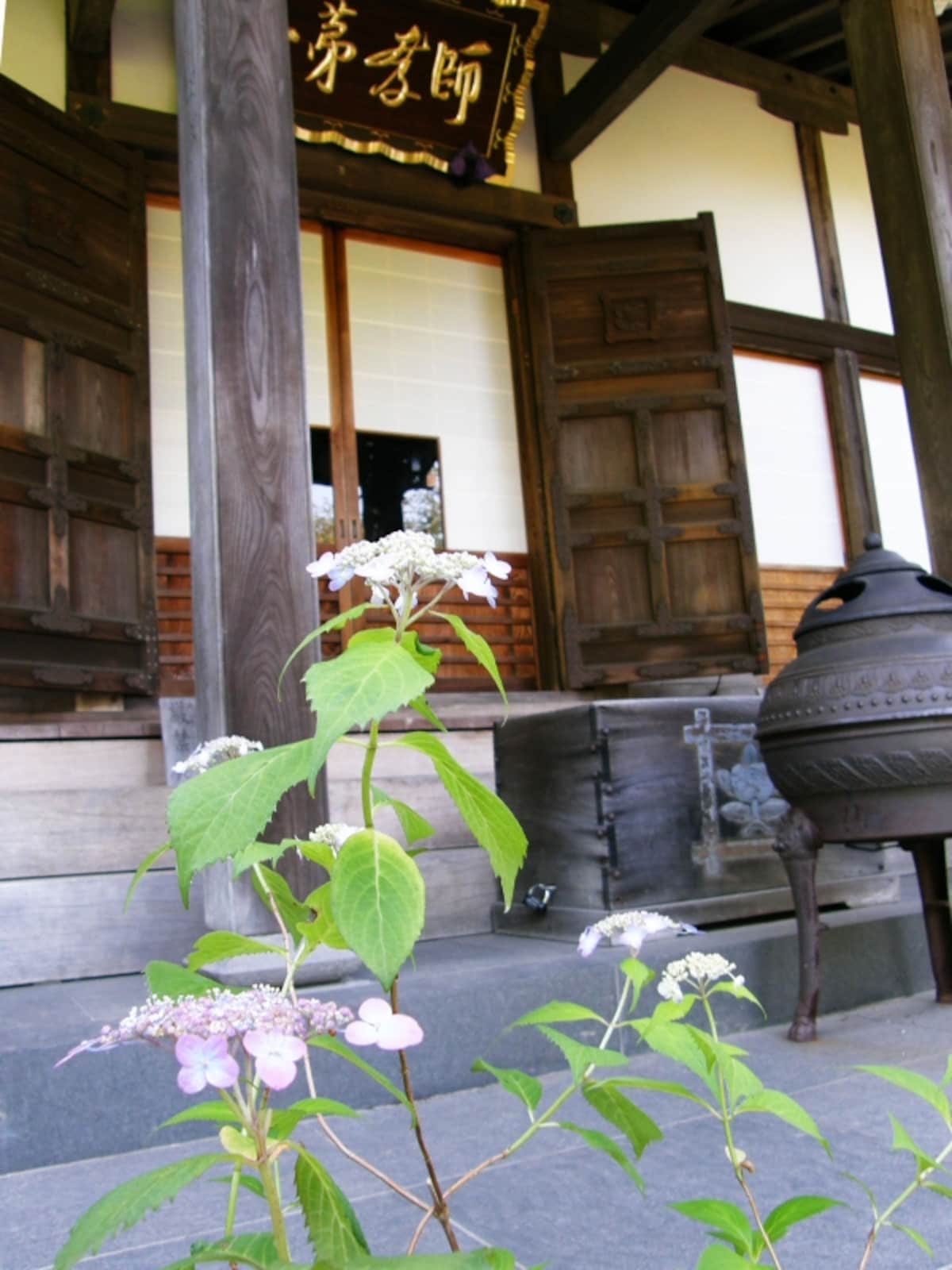 ヤマアジサイ咲く光則寺