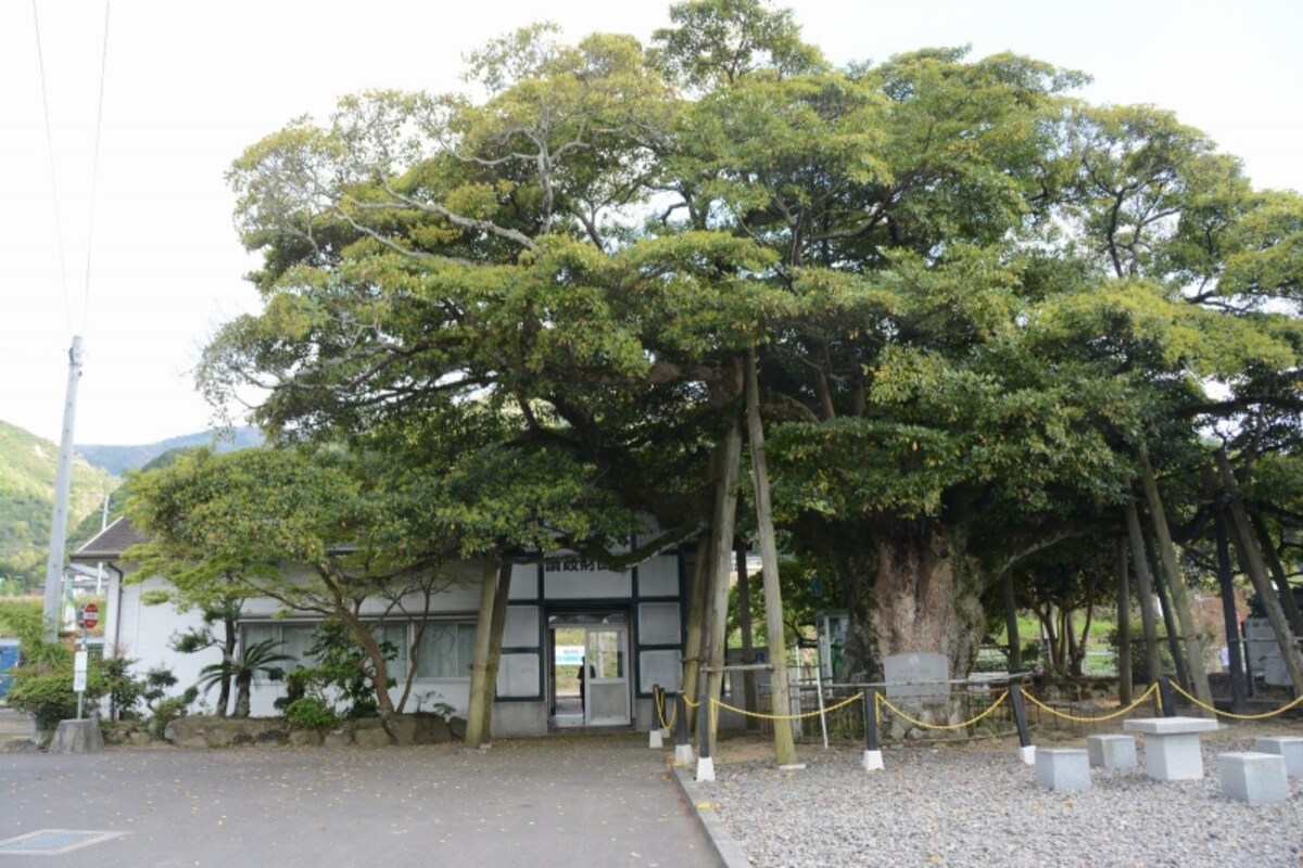 たぶの木