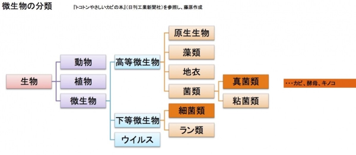 微生物の分類