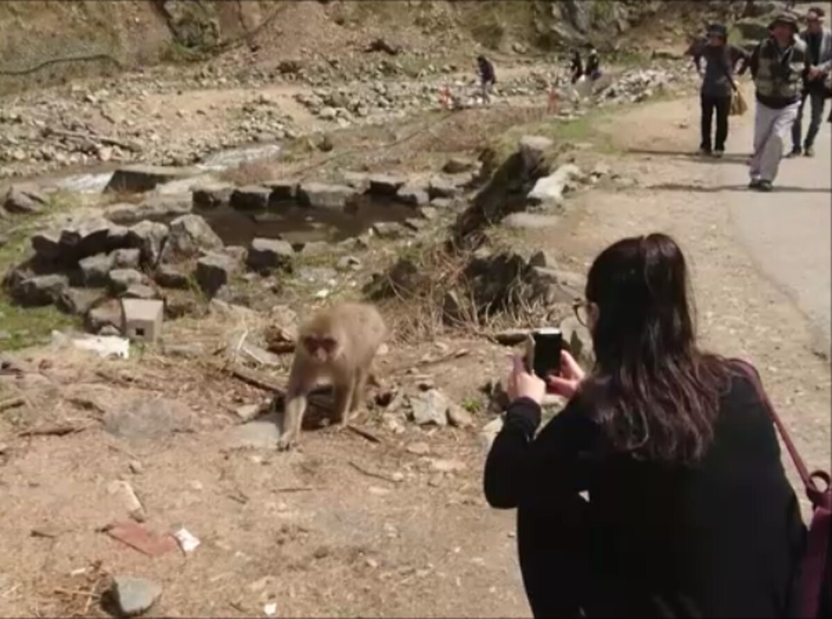 地獄谷野猿公苑（3）