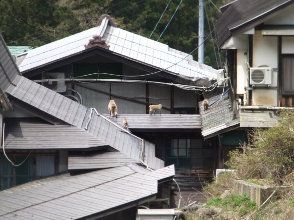 地獄谷野猿公苑（5）