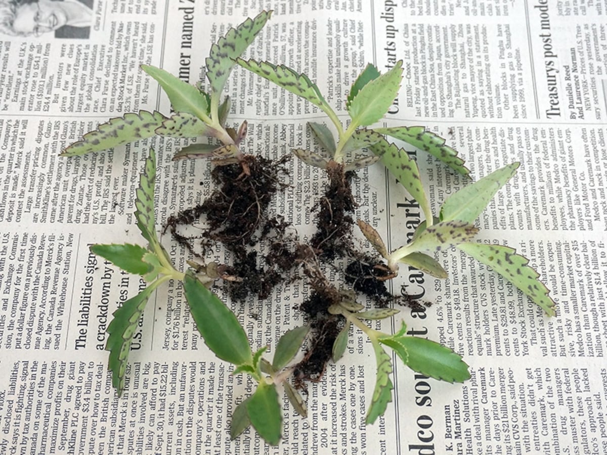 多肉植物