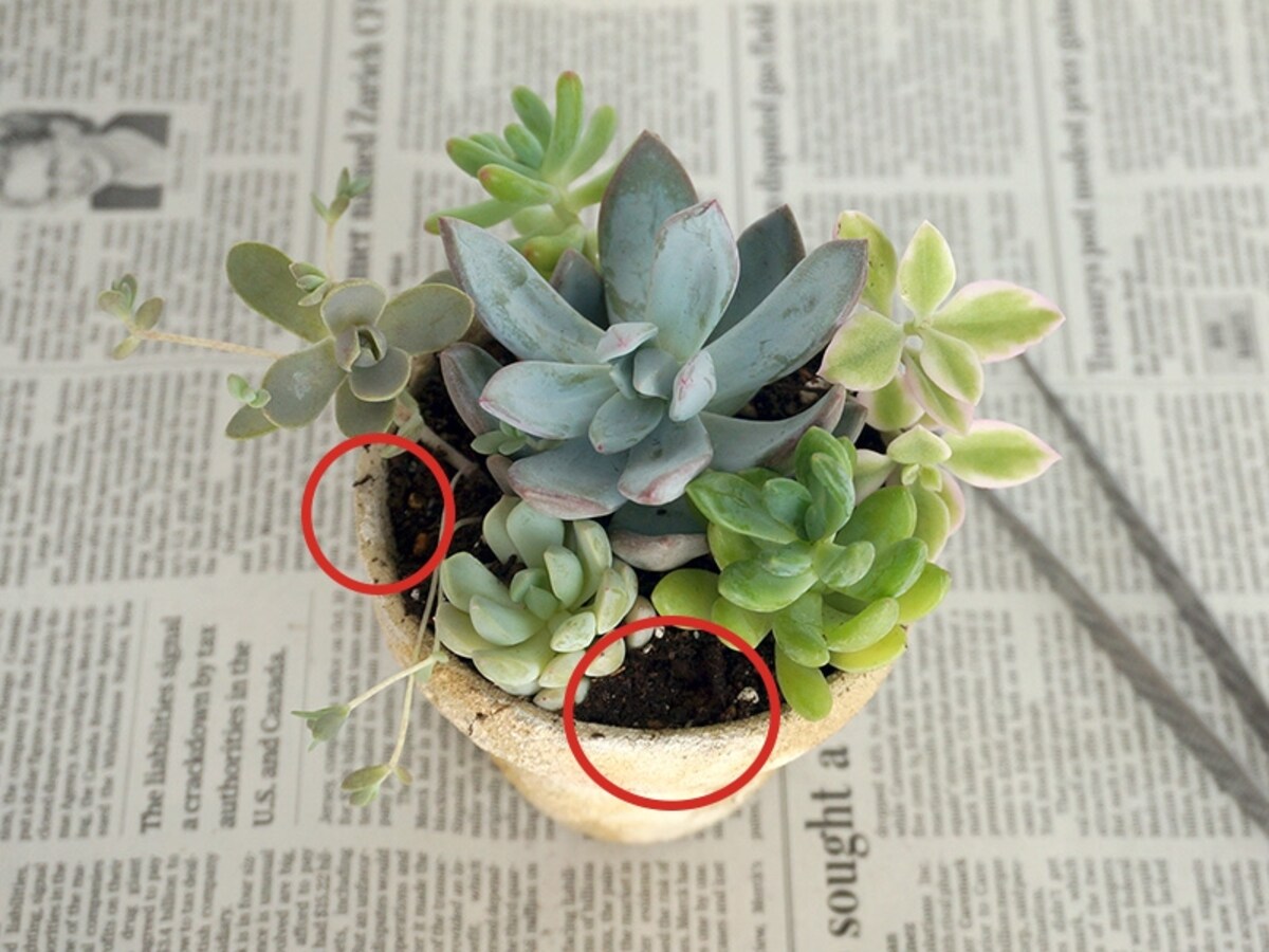 隙間を埋めるように植え込む