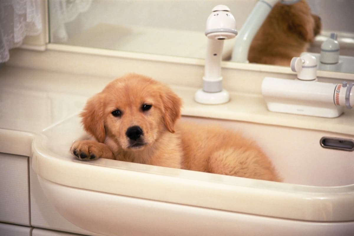 愛犬の正しいシャンプーのやり方