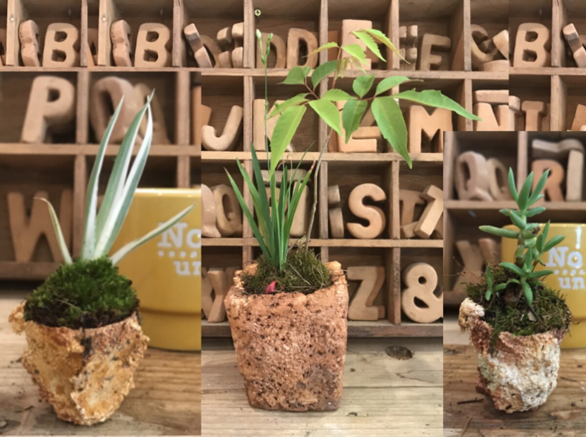 草もの盆栽と多肉植物の盆栽