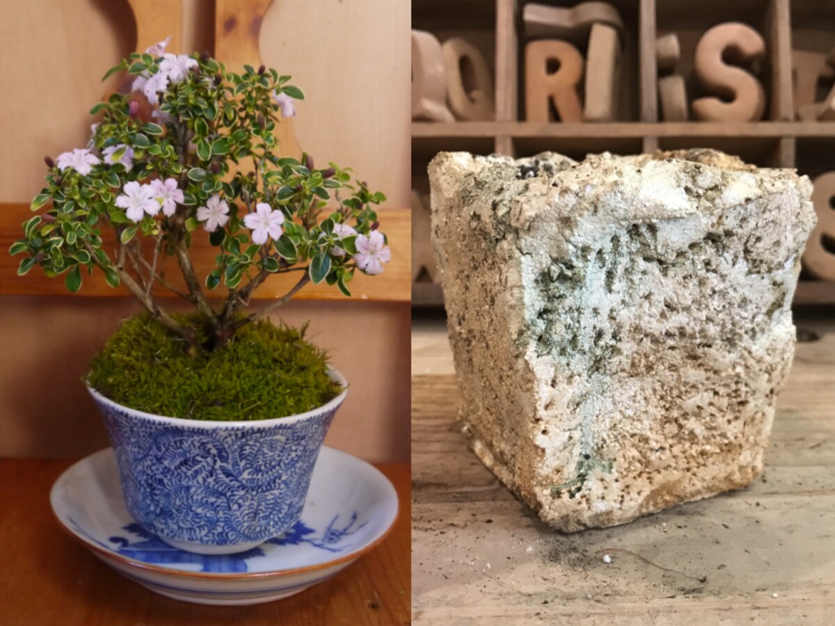 シチョウゲを骨董に植えた盆栽