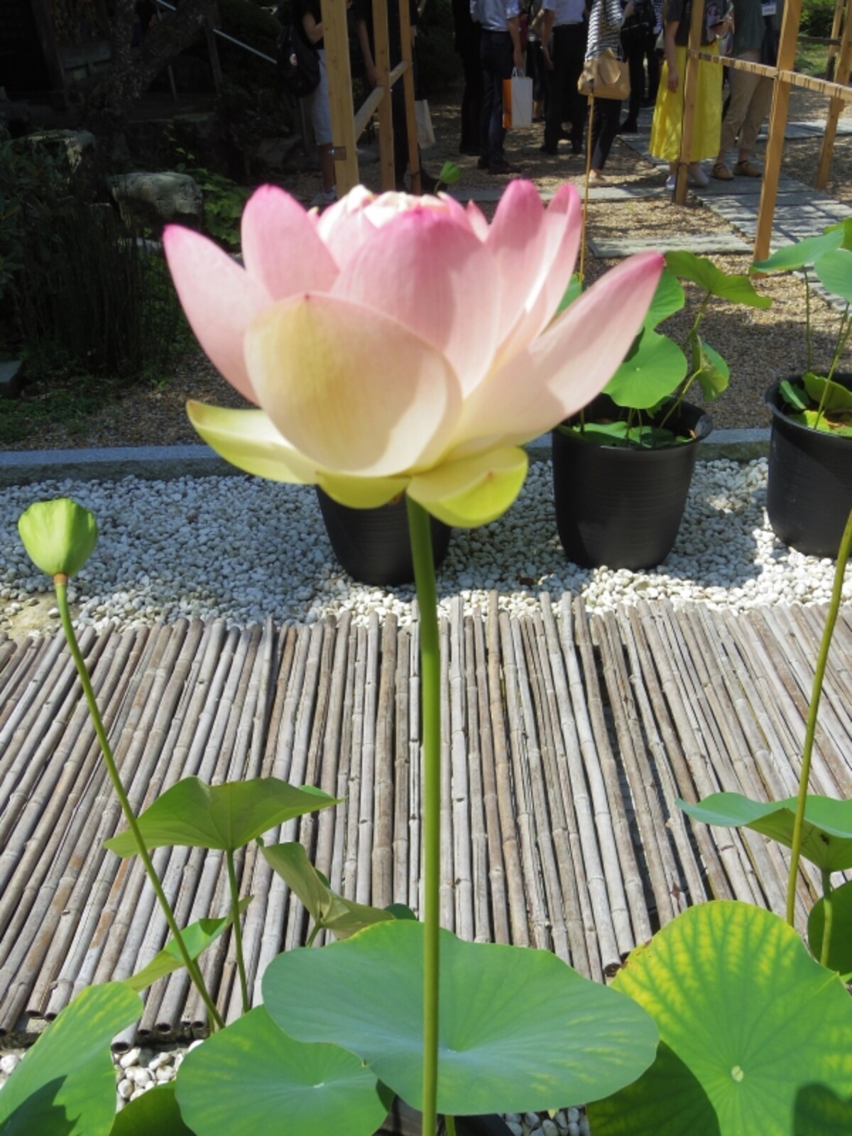 蓮の花