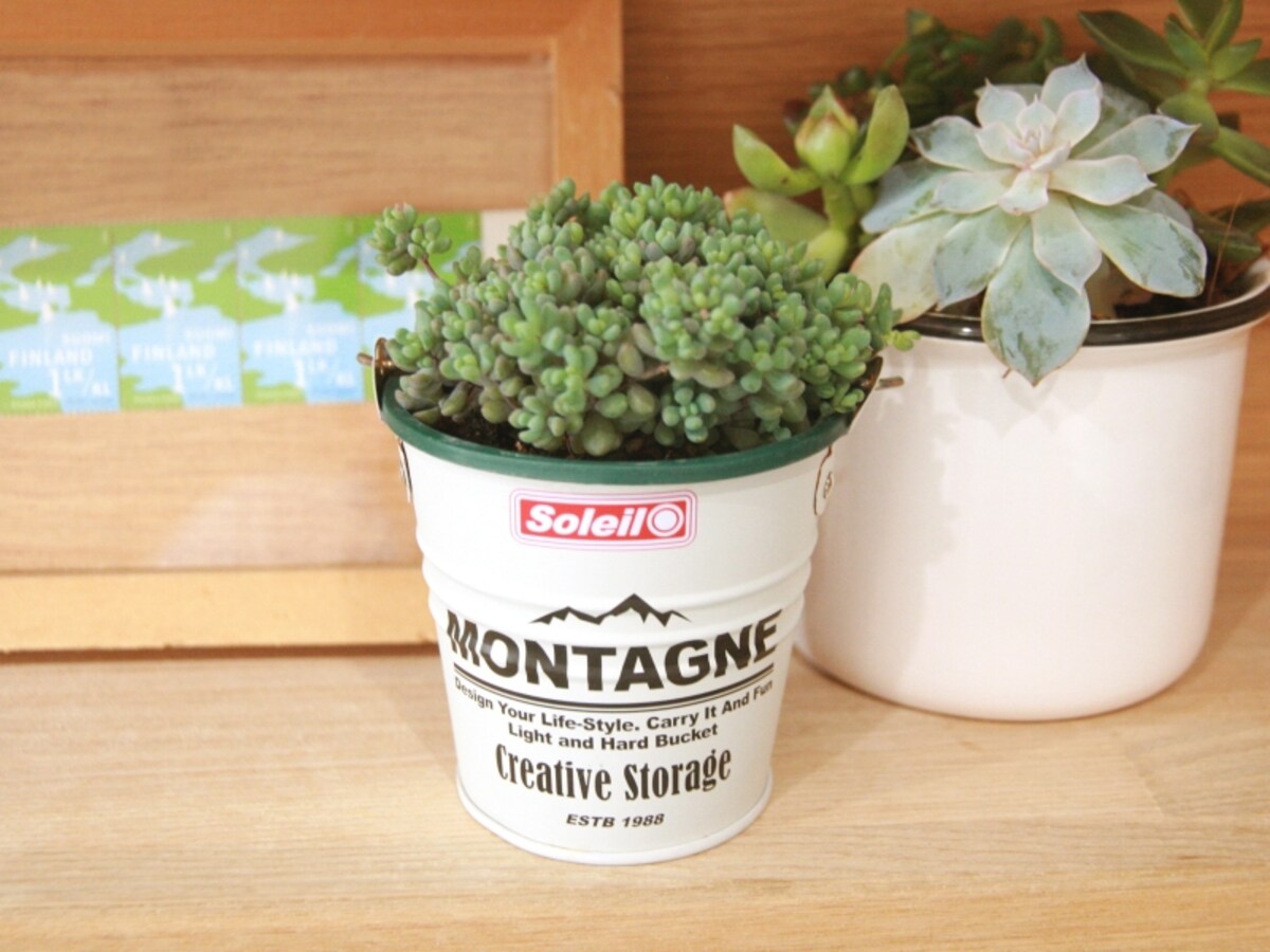 多肉植物でアレンジ