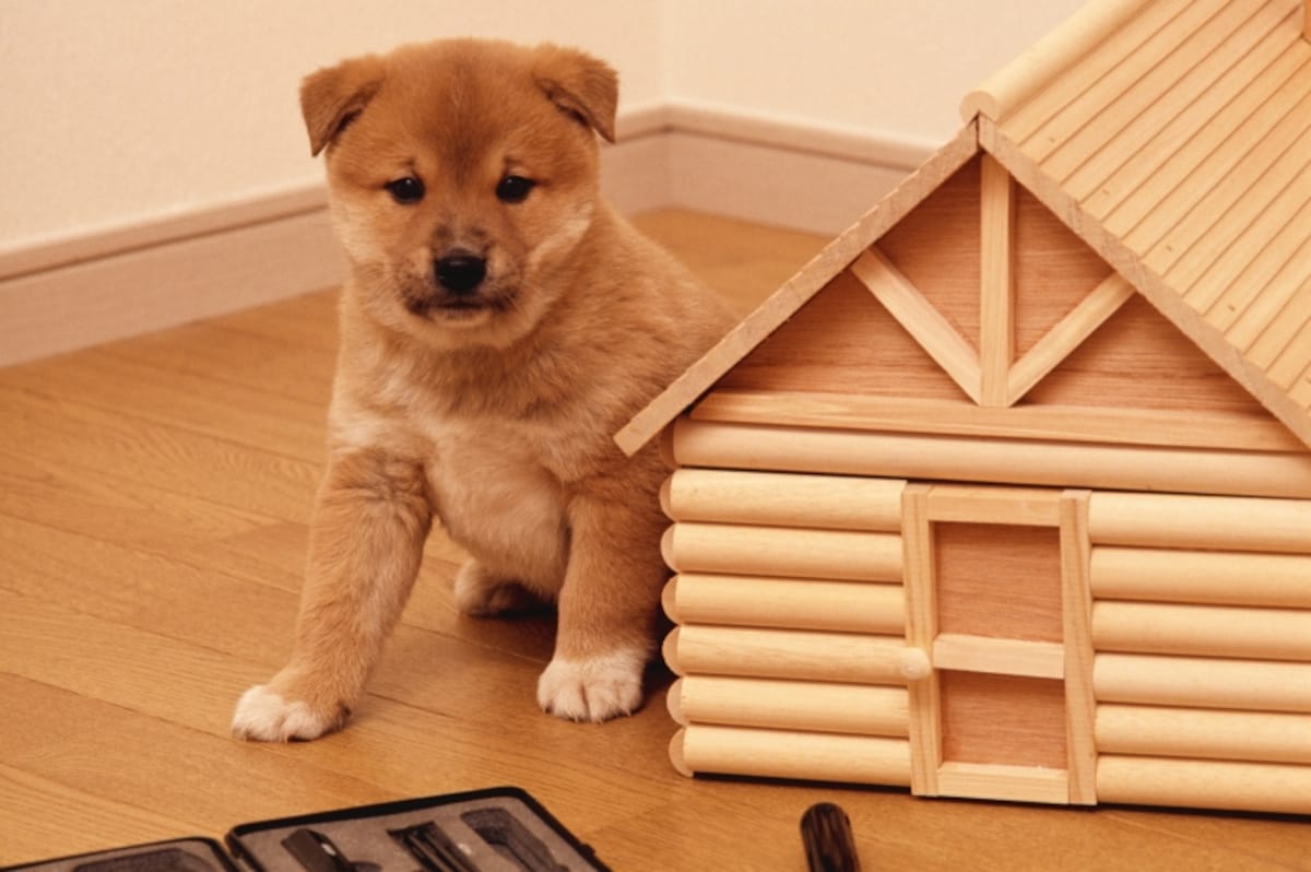 犬の習性から見るハウスの必要性