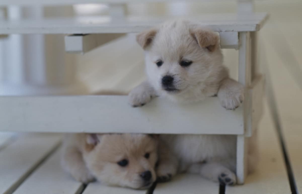 犬のゲージ・快適な大きさは？