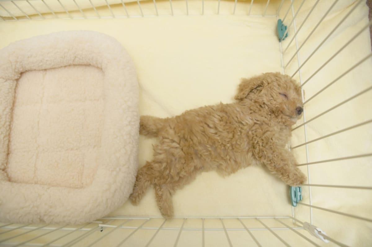 ゲージ内は犬の心がリラックスできる場です
