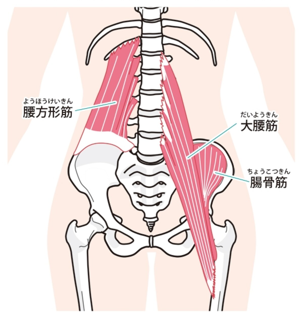 腸腰筋は3つの筋肉から構成されています。歩いたり、走ったりする基本的動作に作用する重要な筋肉
