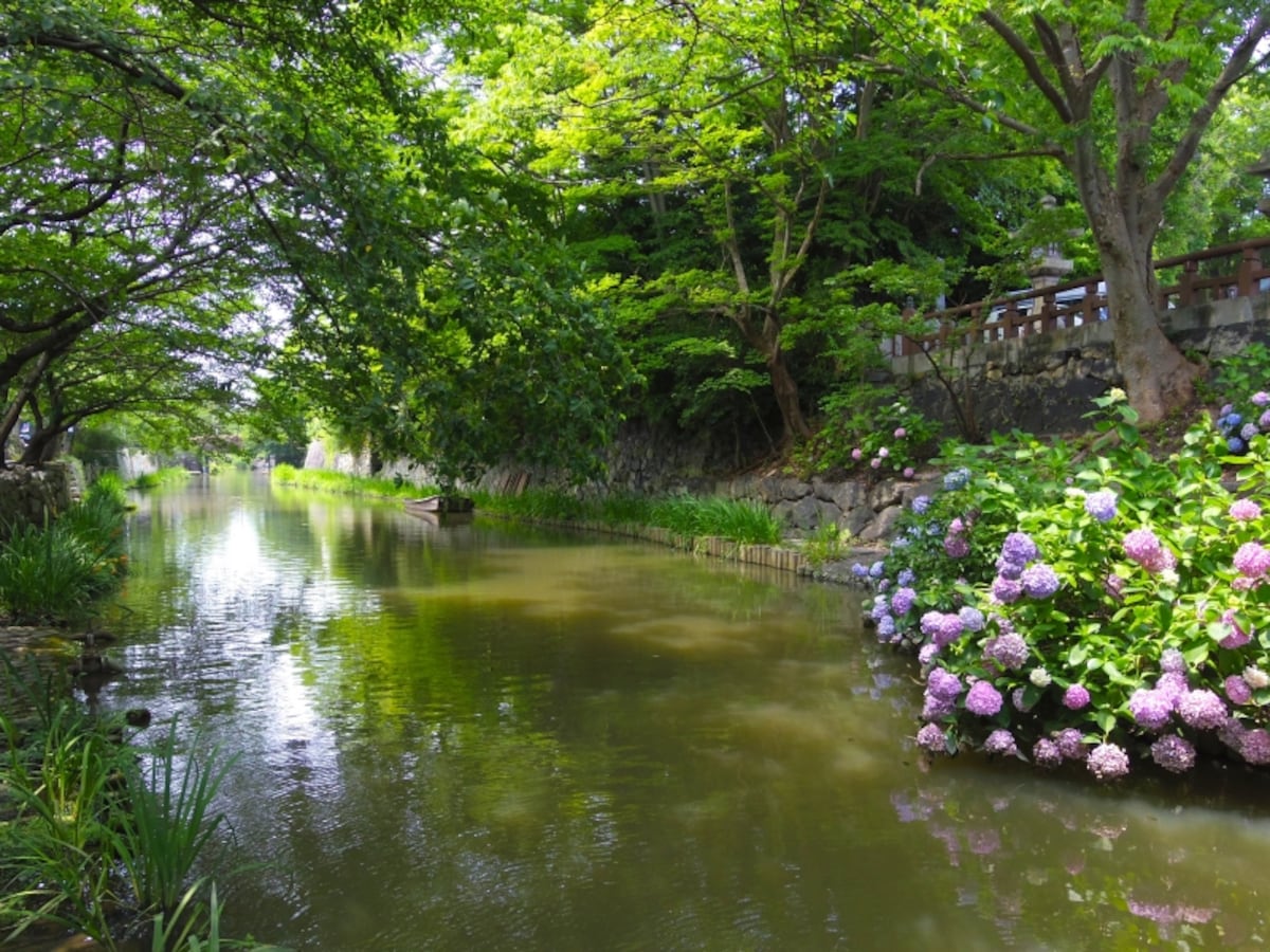 初夏の八幡堀