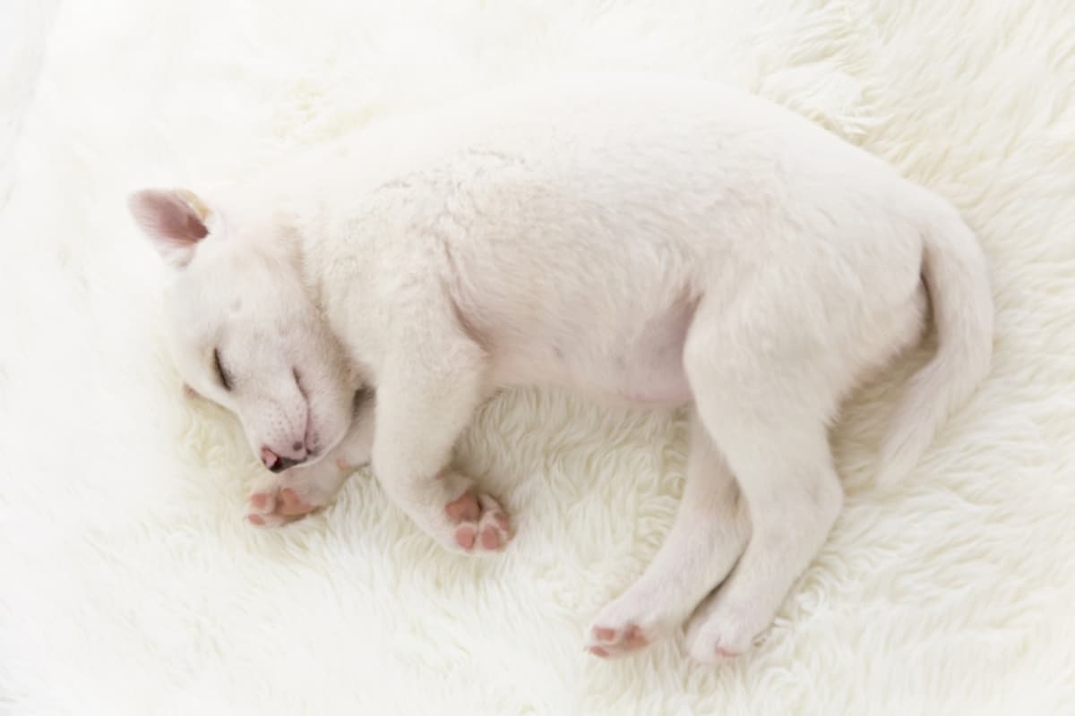 高齢犬こそベッド選びは慎重に♪