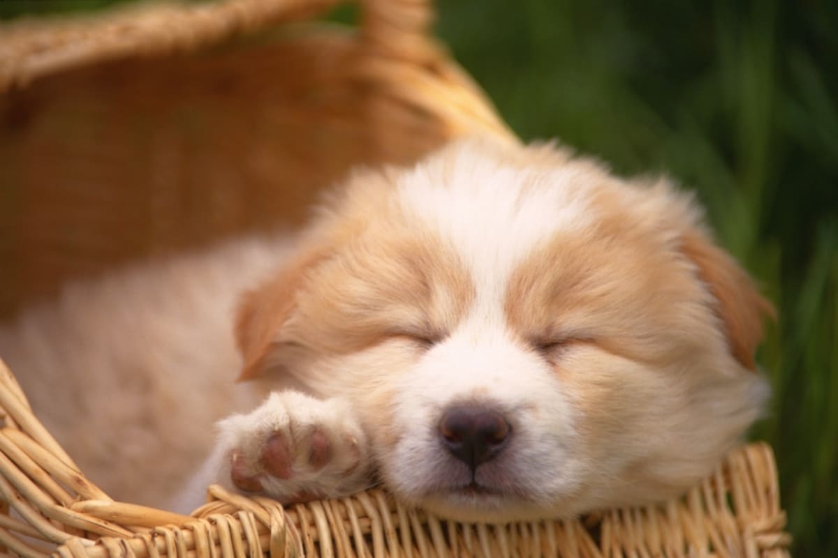 犬がベッドを好きになるには理由がある☆