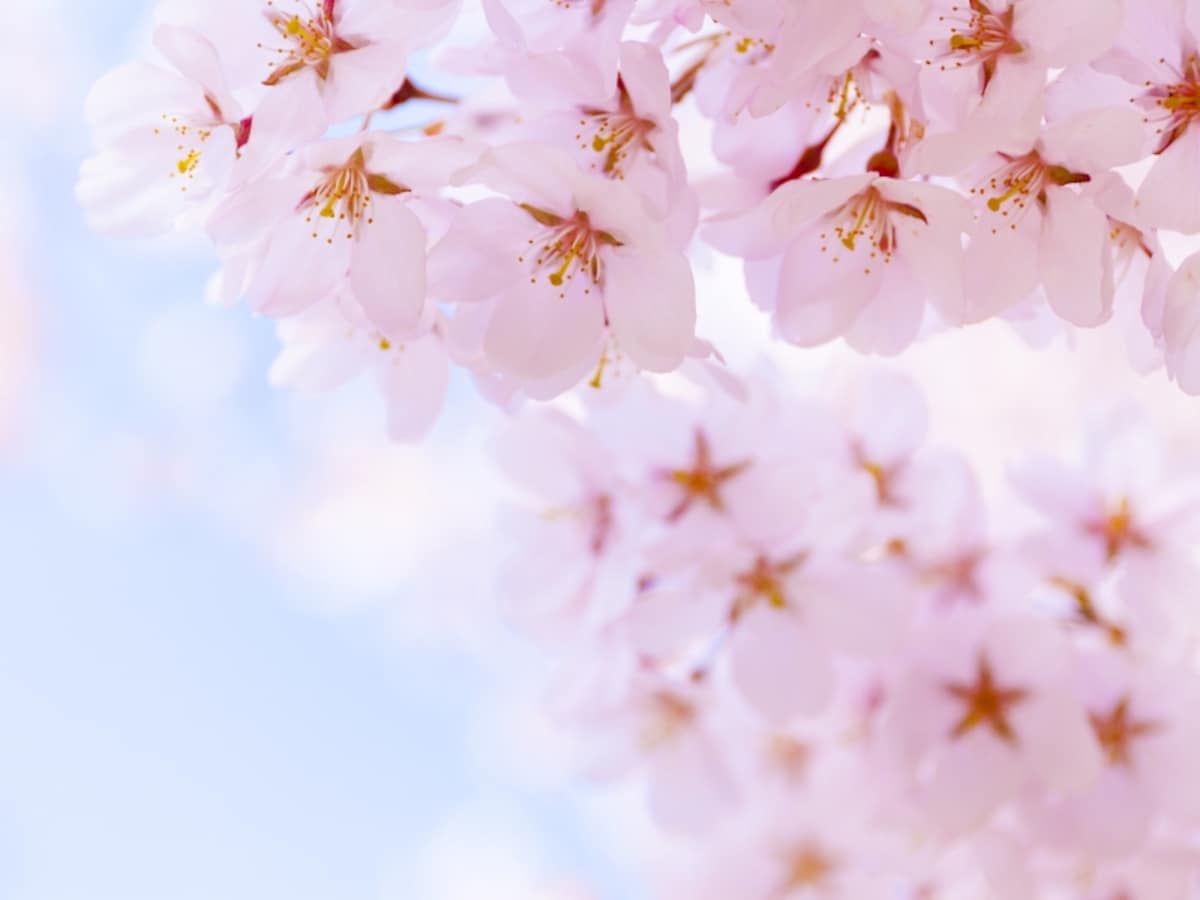春の日差しに祝福される4月生まれ