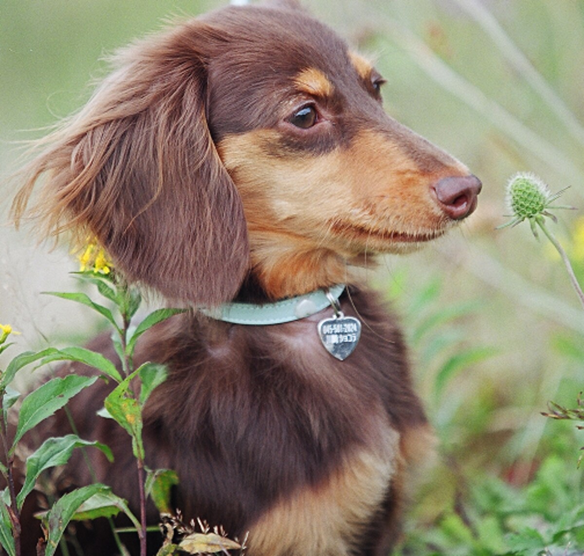 愛犬の首輪選びには大切なポイントがある☆