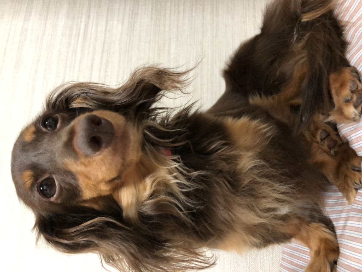 悩む時間も愛犬との絆を育む時間