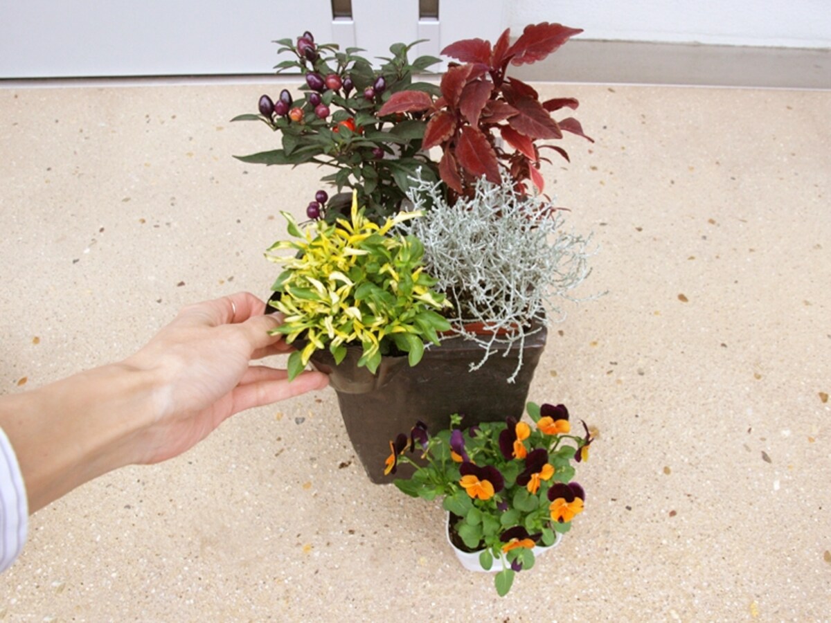 ハロウィン寄せ植え