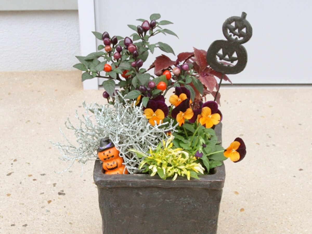 ハロウィン寄せ植え