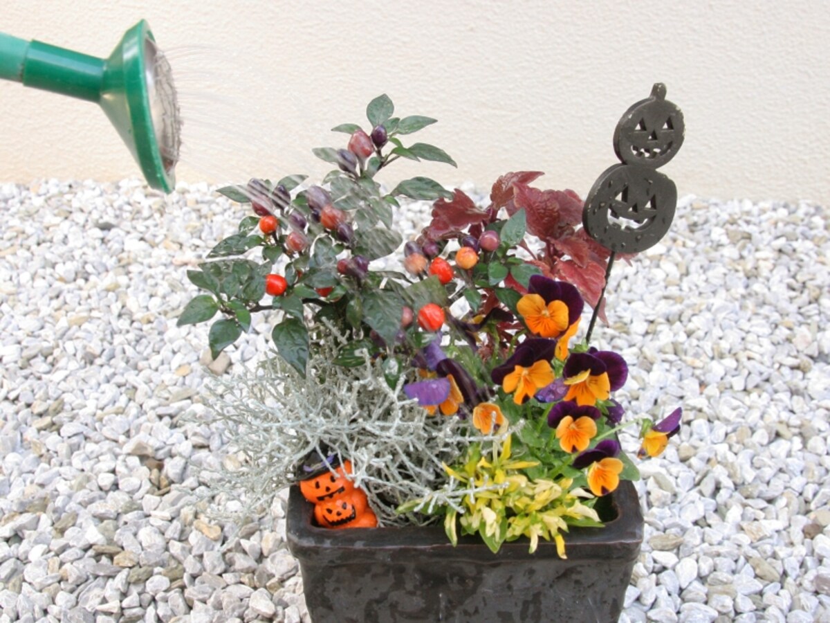 ハロウィン寄せ植え