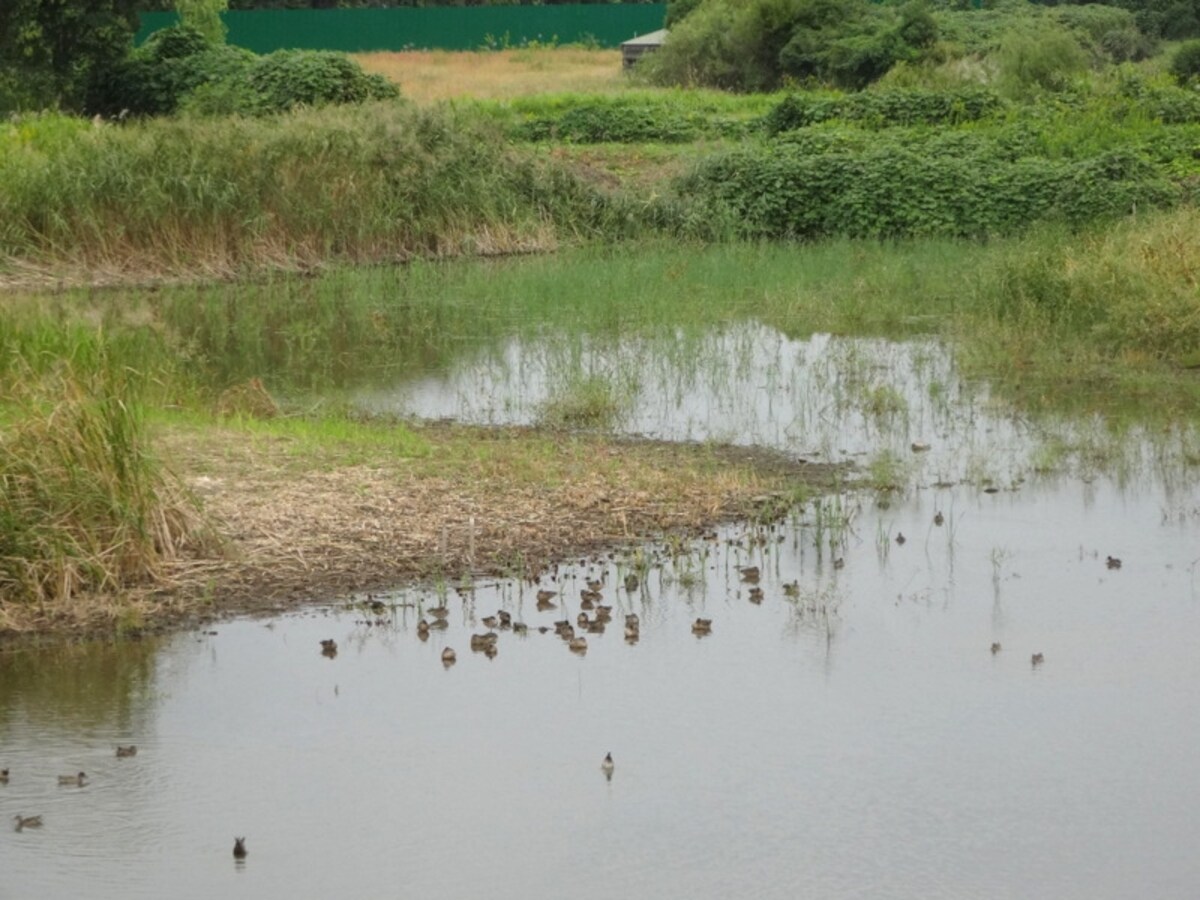 備え付けの望遠鏡で見ると、鳥の目までくっきり見えた