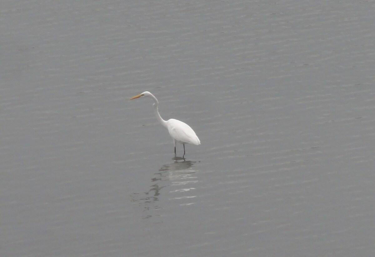 鳥を撮るのは意外に難しい