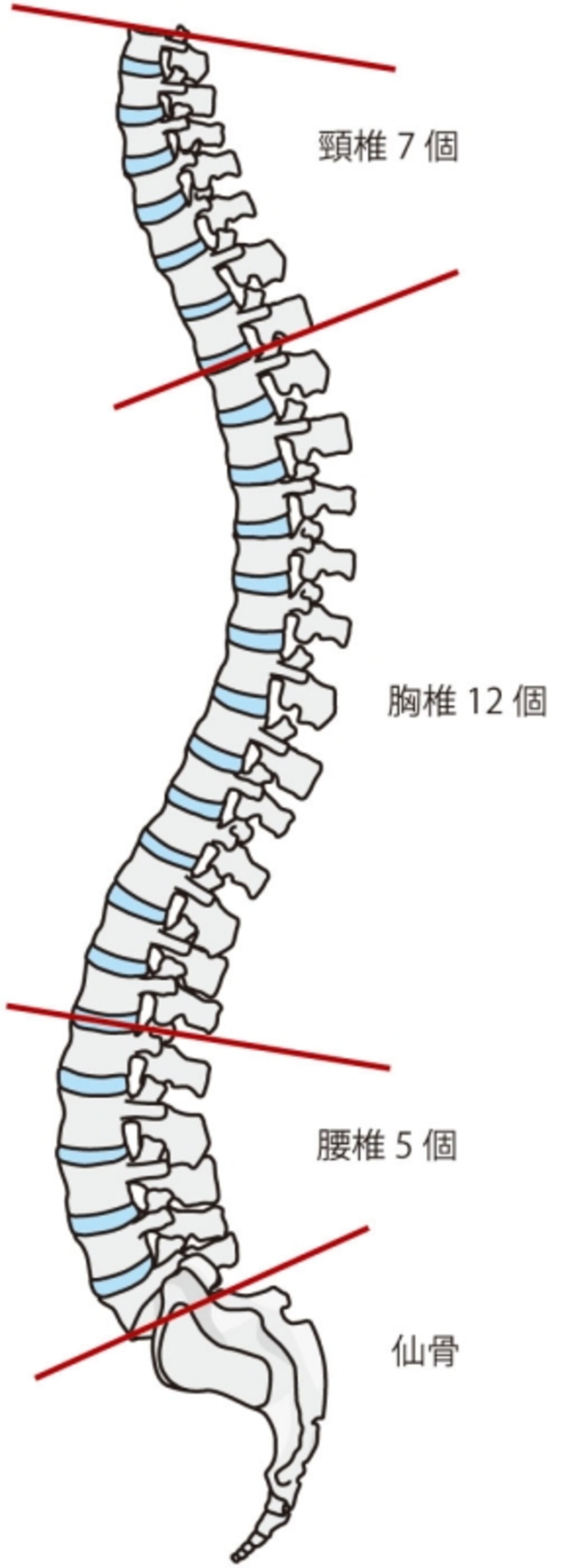 背骨の構造　頚椎7つ　胸椎12つ　腰椎5つ　仙骨5節　尾てい骨4節