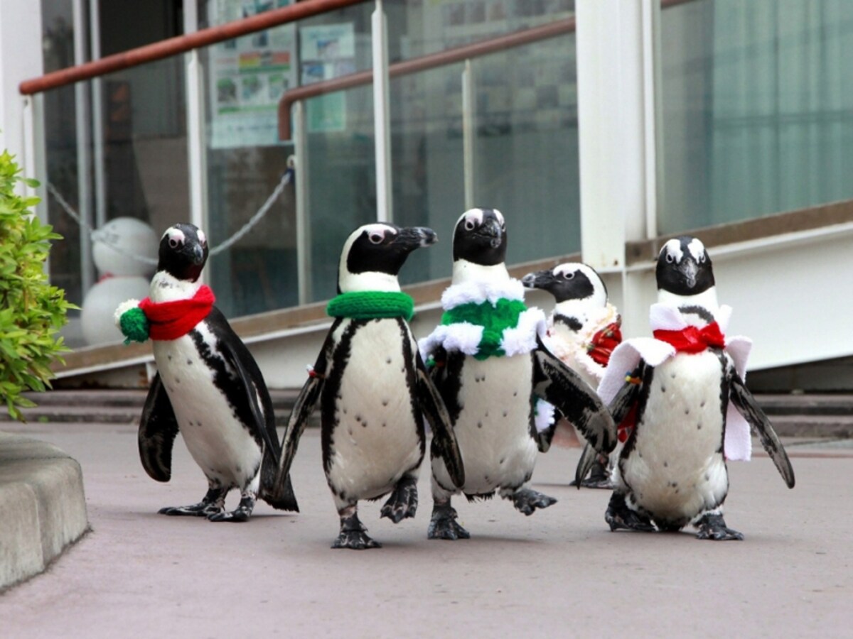 ケープペンギンのクリスマスパレードは必見！ ふれあいラグーン中央「フレンドリーサークル」 で昼と夜の2回行われます(画像提供：横浜・八景島シーパラダイス）