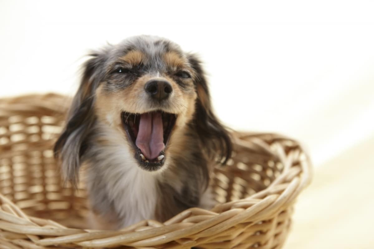 犬がカーミングシグナルとしてあくびをする状況とは？