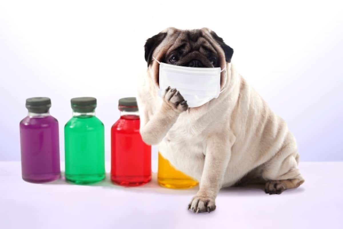 犬のあくびが病気のサインとなるときとは