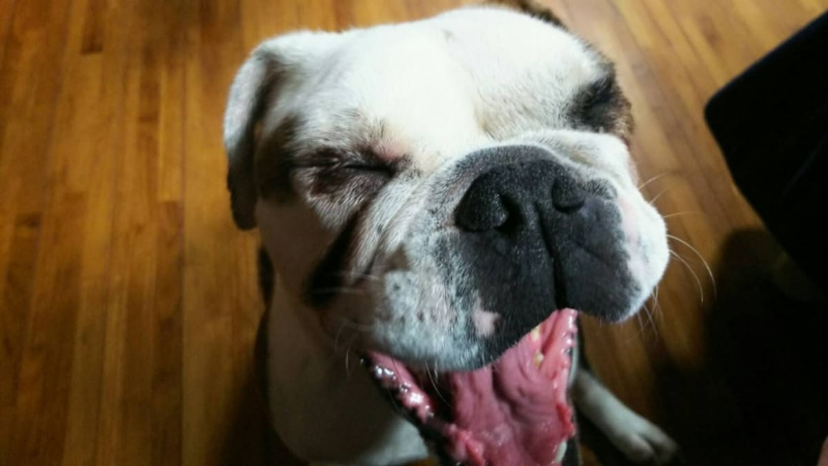 犬の舌は健康をチェックするバロメーター