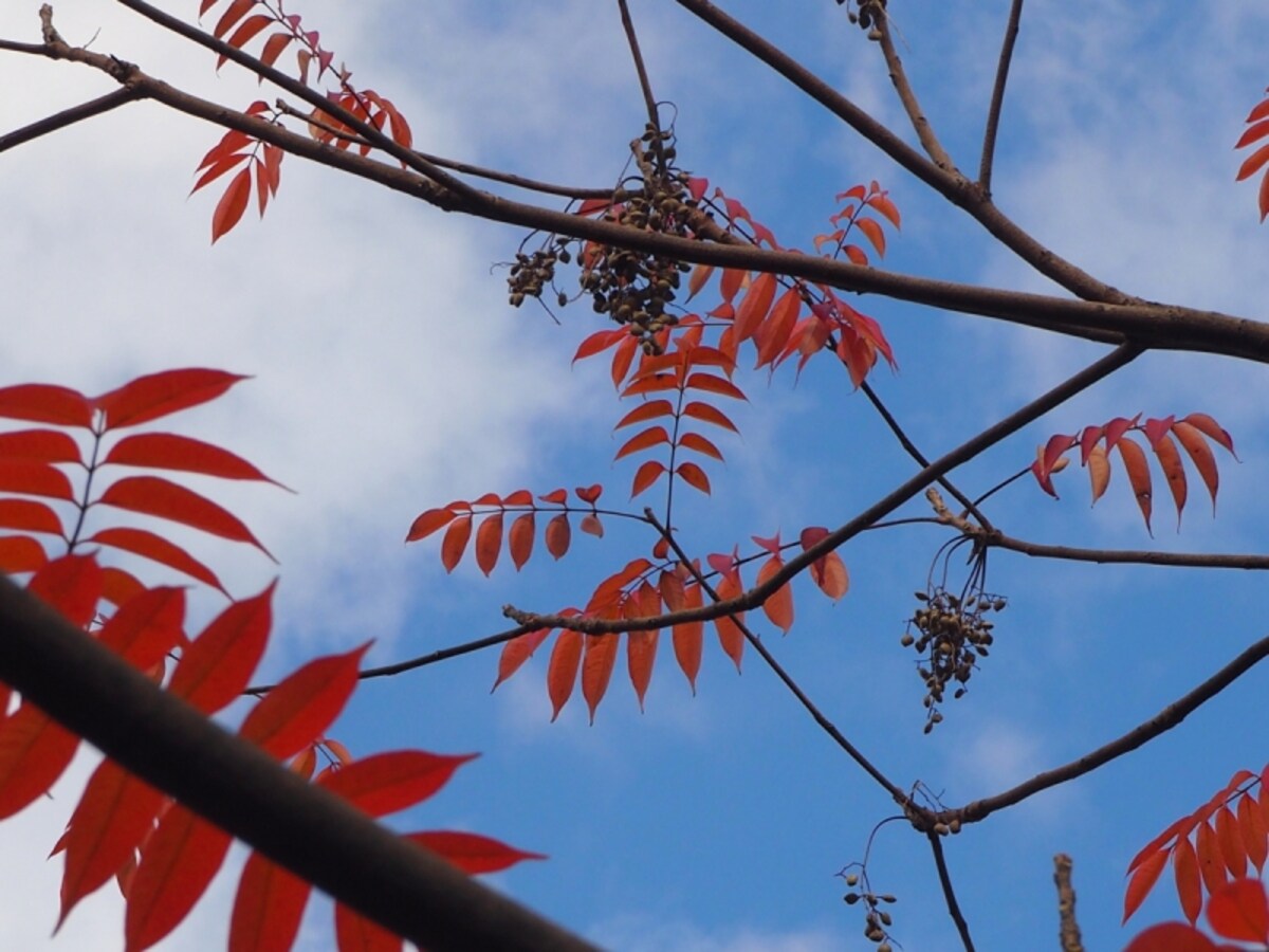 紅葉するハゼノキを櫨紅葉（はぜもみじ）とよび秋の季語になっている
