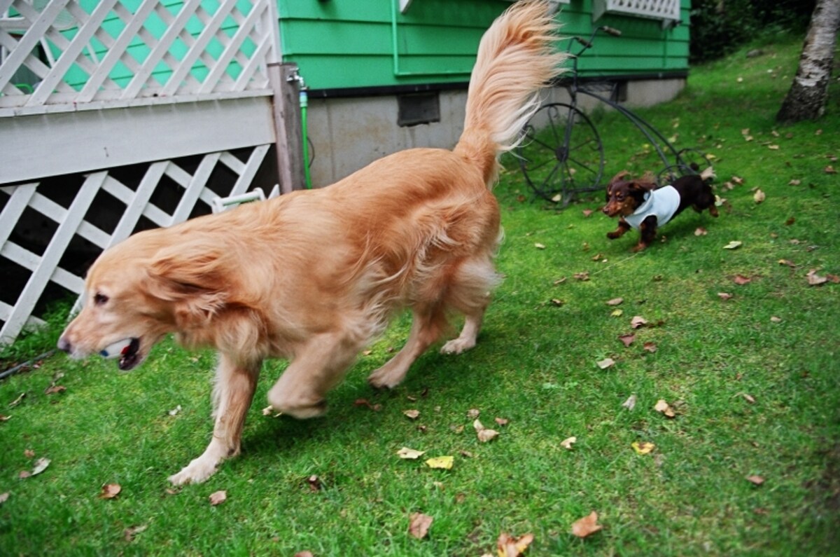 犬が尻尾を振るときの気持ちって？ 上に巻く時など