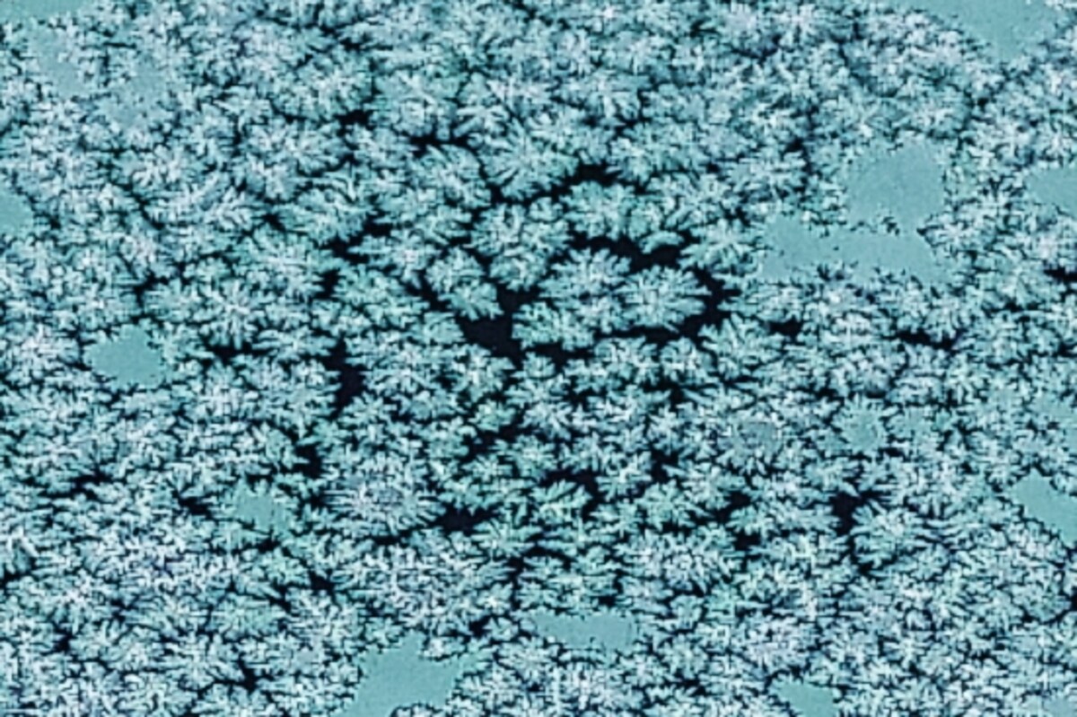 霜の拡大画像