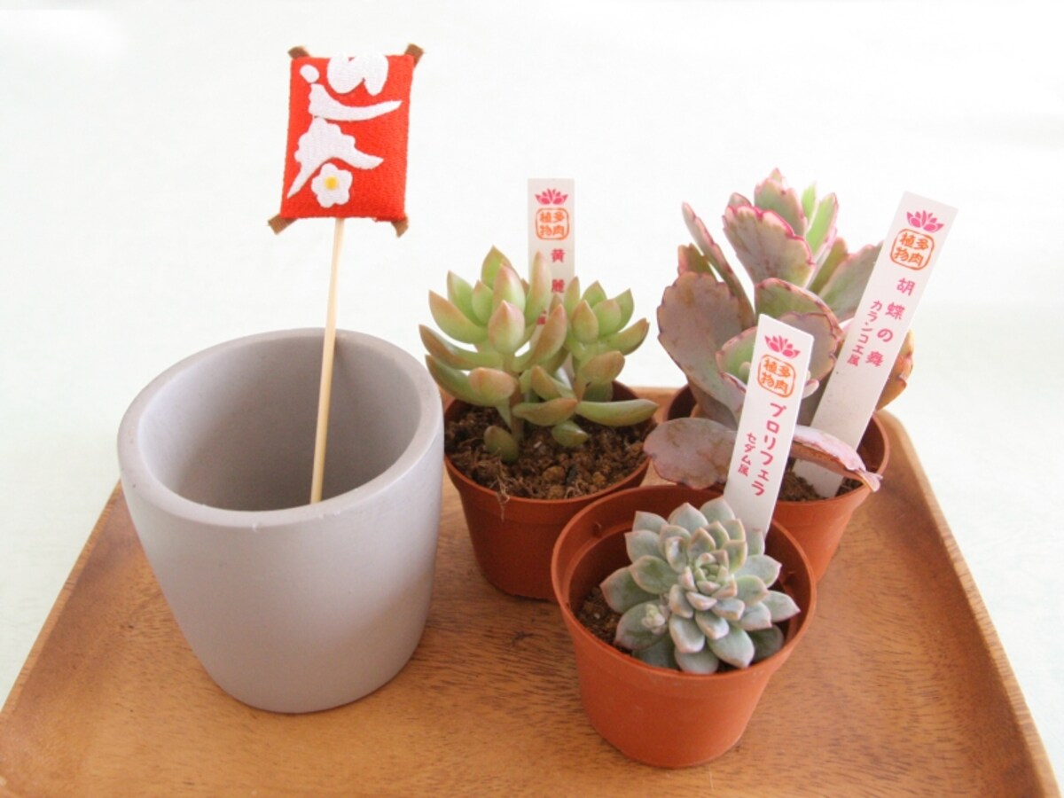 お正月飾り 多肉植物