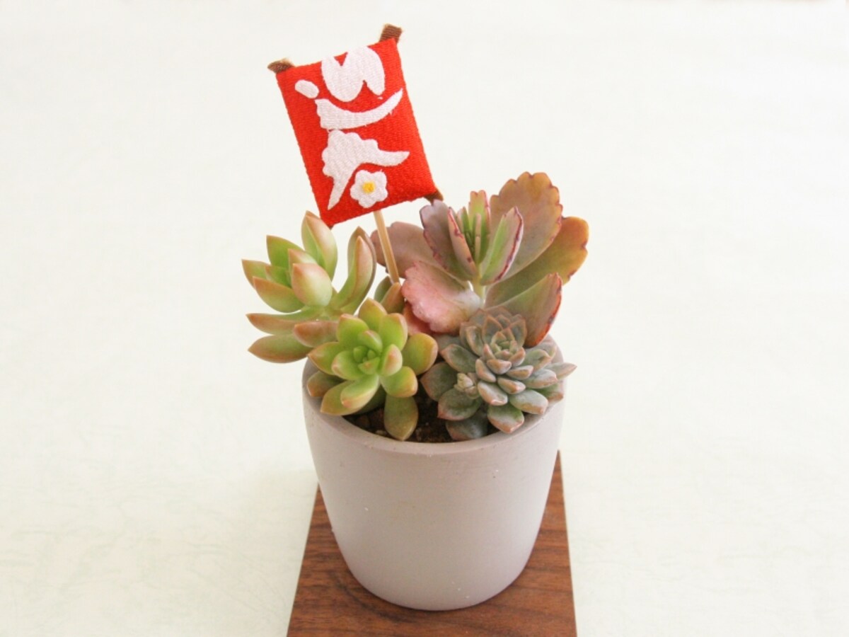 お正月飾り 多肉植物