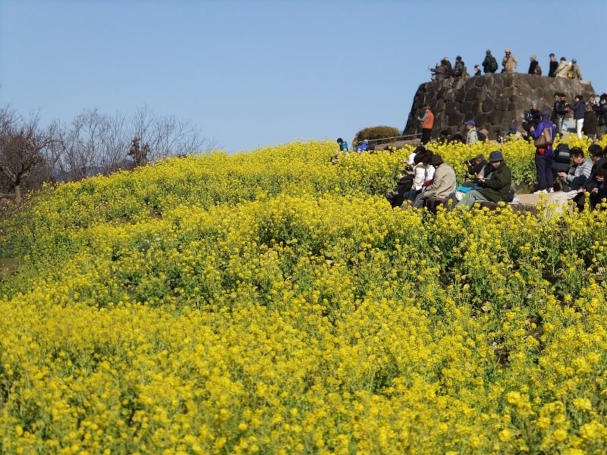 吾妻山公園の菜の花(2)
