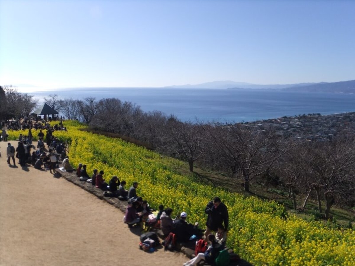 吾妻山公園の菜の花(3)