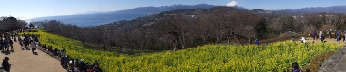 吾妻山公園の菜の花(4)/富士山と共に