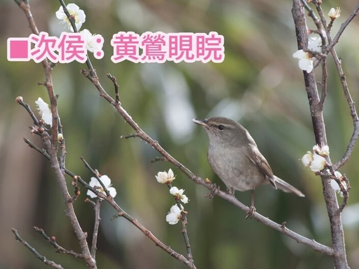 春告鳥といわれるウグイス。なお、「梅に鶯」は取り合わせがよいものの代名詞となっていますが、実際に梅にとまっているのはウグイスによく似たメジロのことが多いです（冒頭の写真も梅にメジロ）