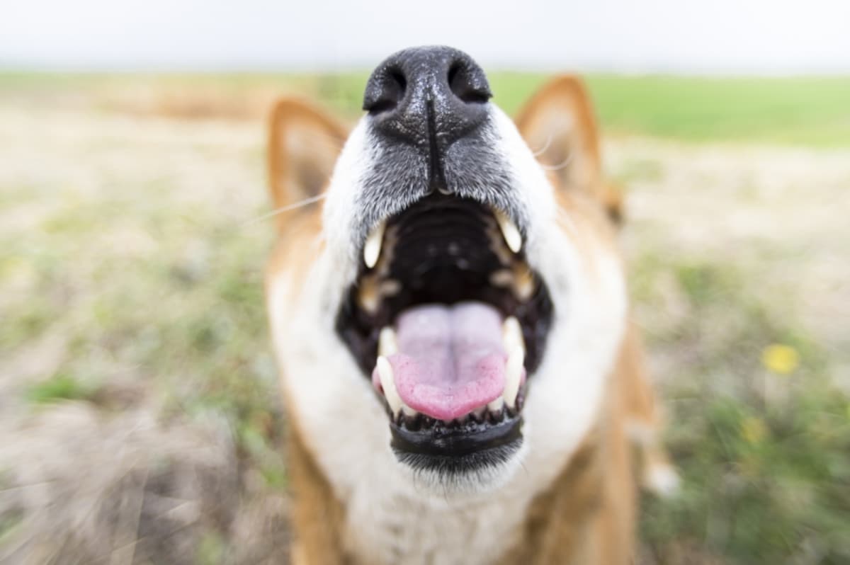 犬が抱えている想いがマーキングに表れる