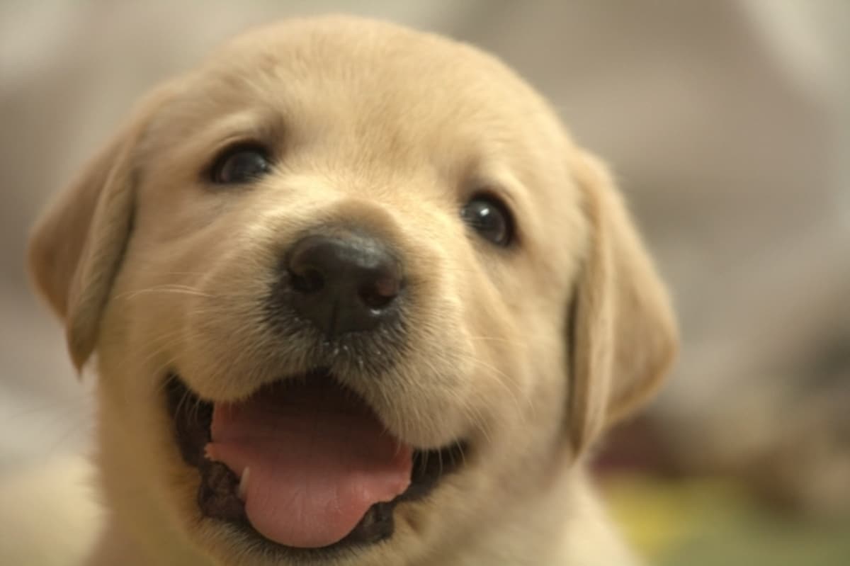 飼い主さんを見つめながらのおしっこは「大好き！」の証