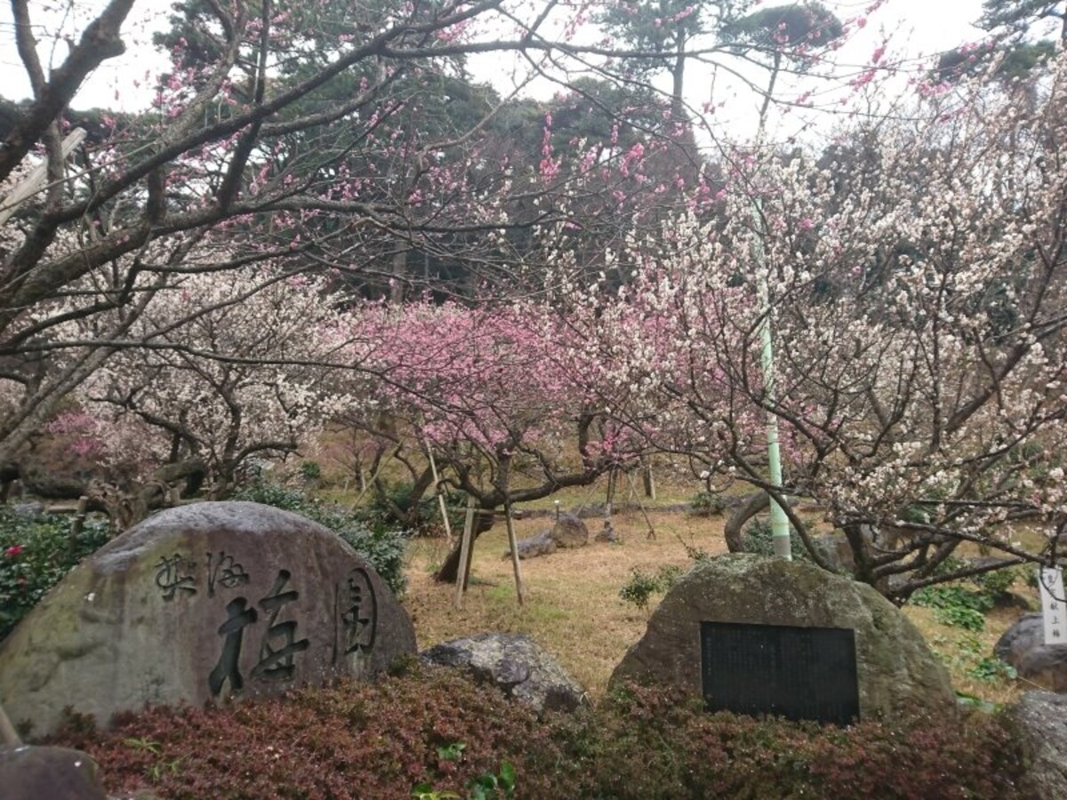 熱海梅園の梅(1)