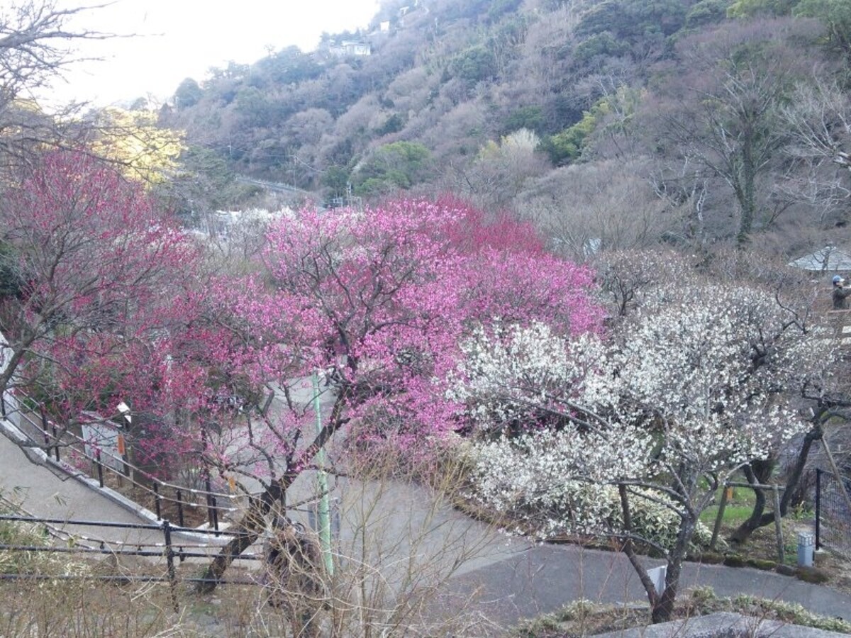 熱海梅園の梅(3)