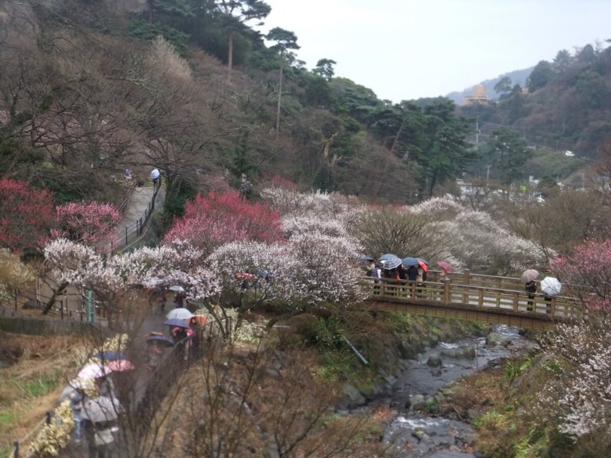 熱海梅園の梅(4)