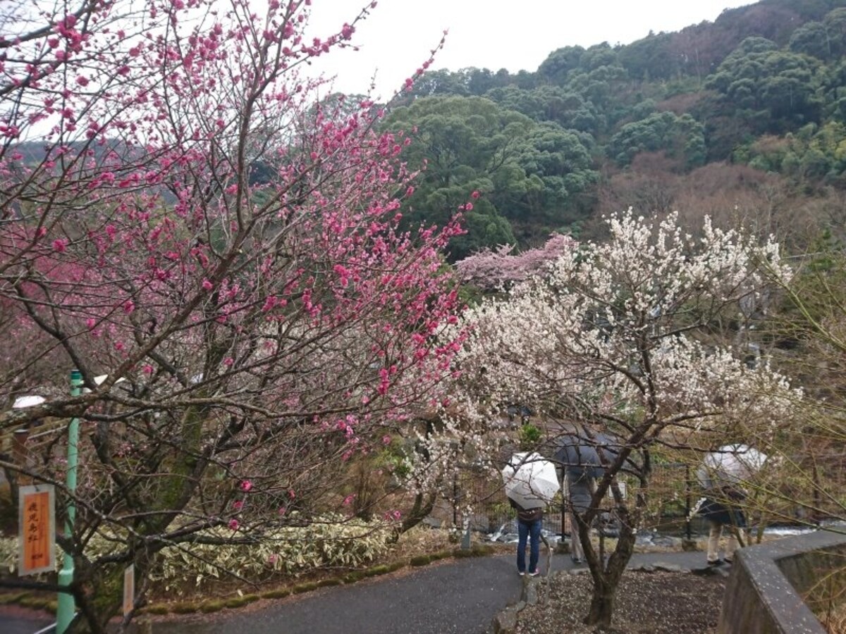 熱海梅園の梅(5)