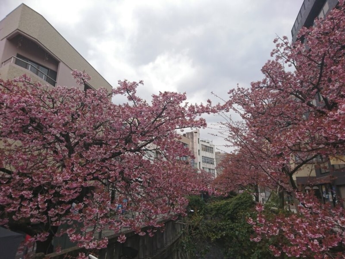 あたみ桜(1)